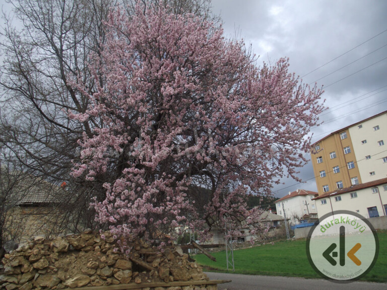 Durak Köyümüze Bahar Geldi (Fotoğraf Galerili)