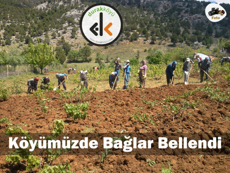 Köyümüzde Üzüm bağları bellendi