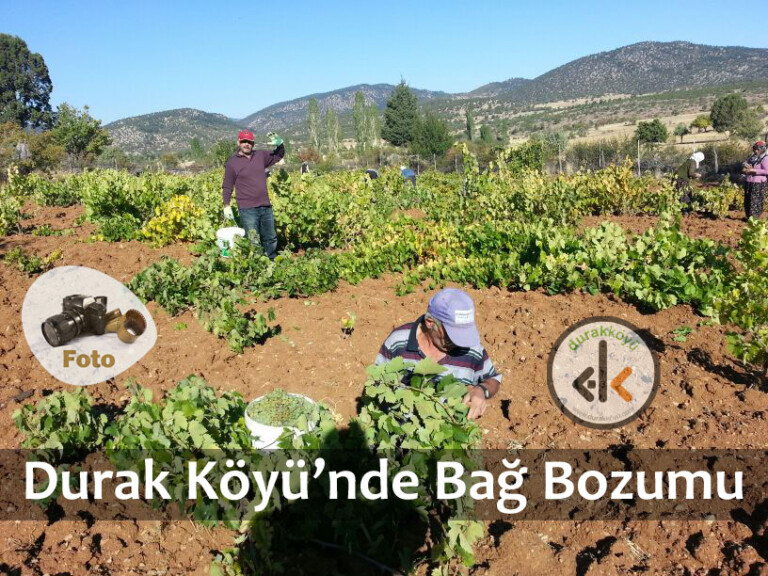 Köyümüzde Bağ Bozumu (Fotoğraf Galerisi)