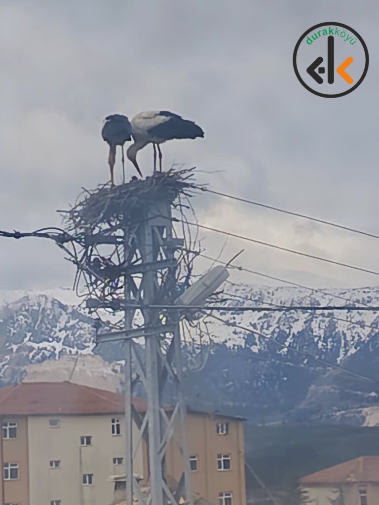 Durak Köyü’nde Bir İlk: Leylekler Köyümüze Konuk Oldu ve Elektrik Direğine Yuva Kurdu